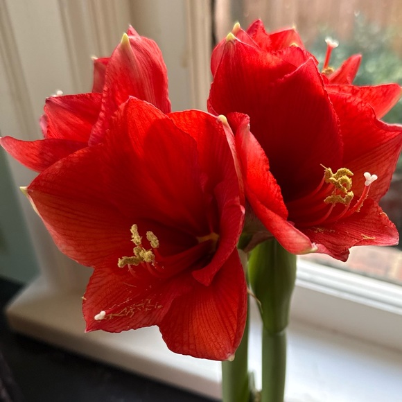 Meet your Posher, Amy - Picture 1 of 1